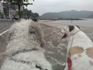 IMG-20190918-WA0038