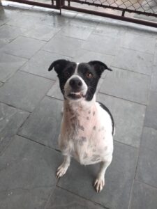 Manchinha
