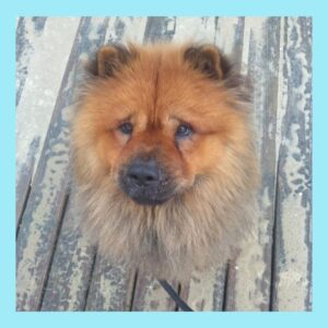 aquiles