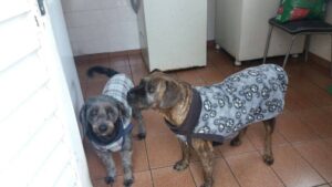 dogs